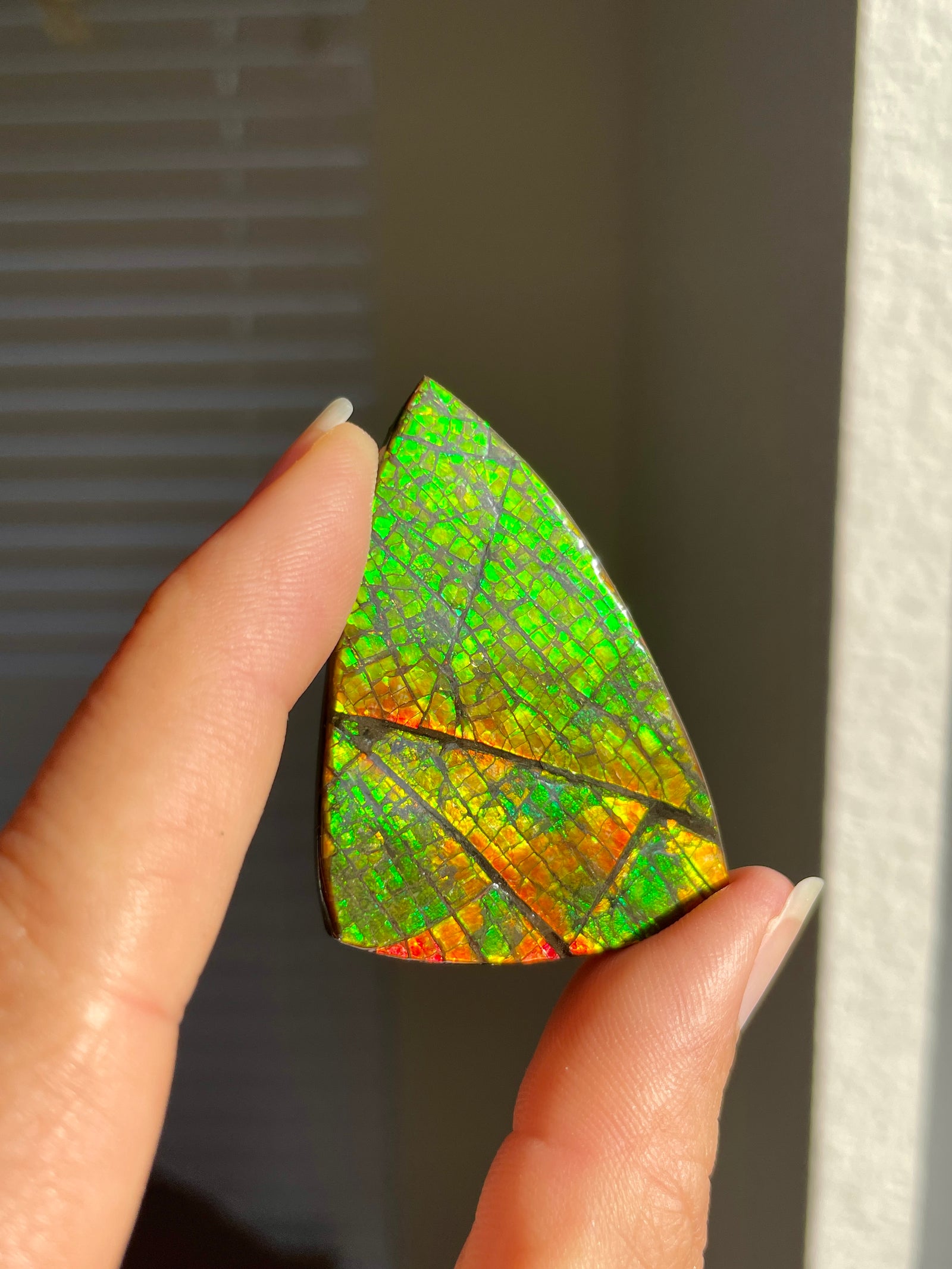 Ammolite Palmstone