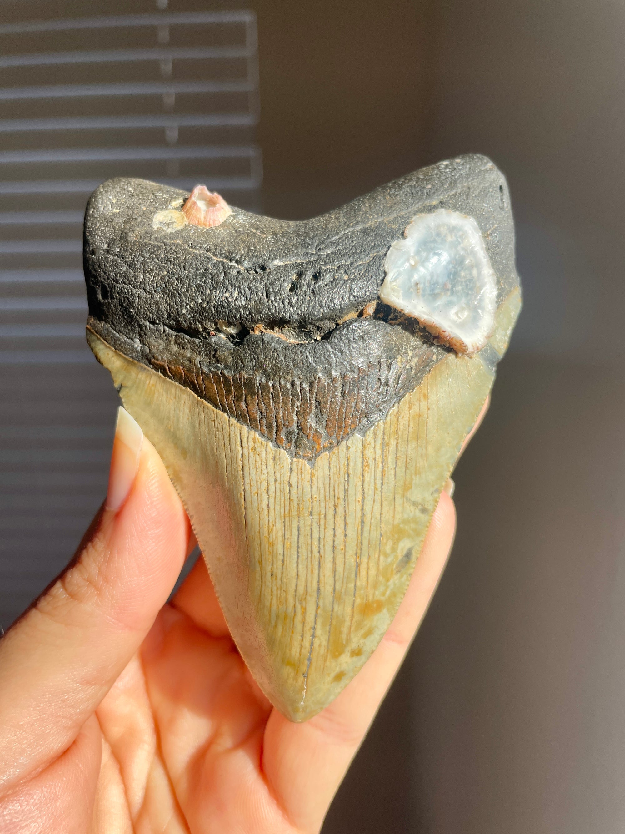 Megalodon Shark Tooth Fossil with Pink Barnacle & Oyster