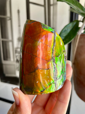 Self Standing Ammolite