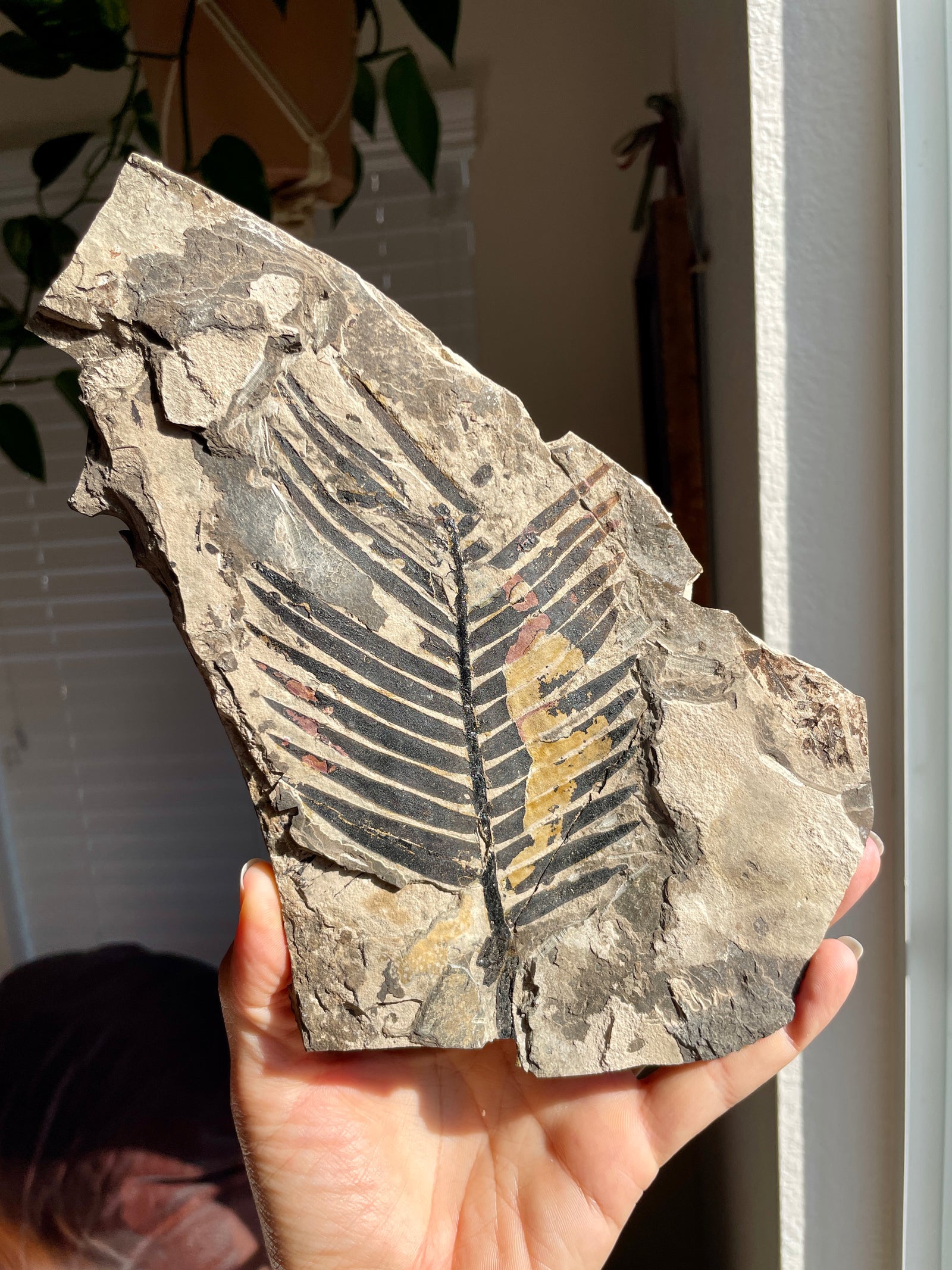 Extinct Zamites Fossil France, Repaired