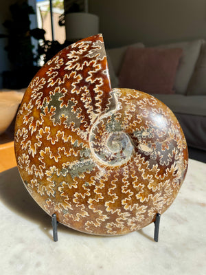 Sutured Ammonite in Stand