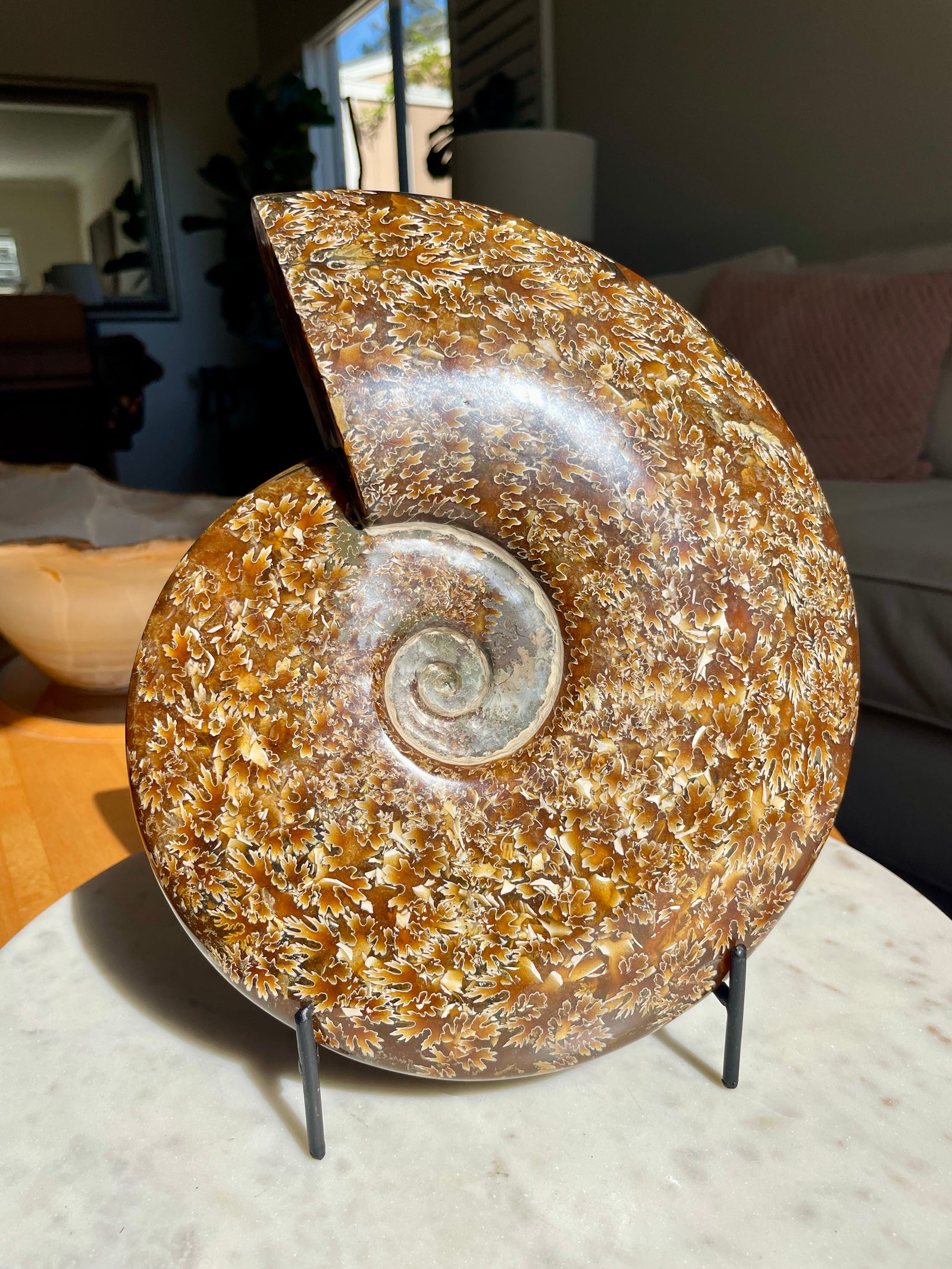 Sutured Ammonite in Stand