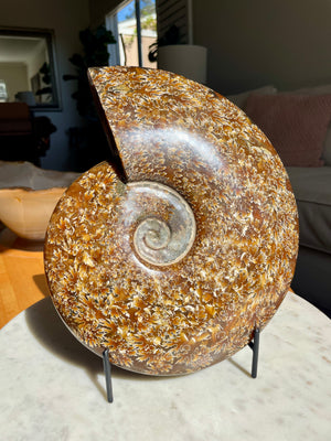 Sutured Ammonite in Stand