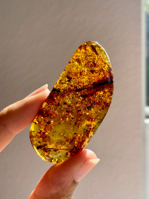 Young Amber Palm Stone with Bugs