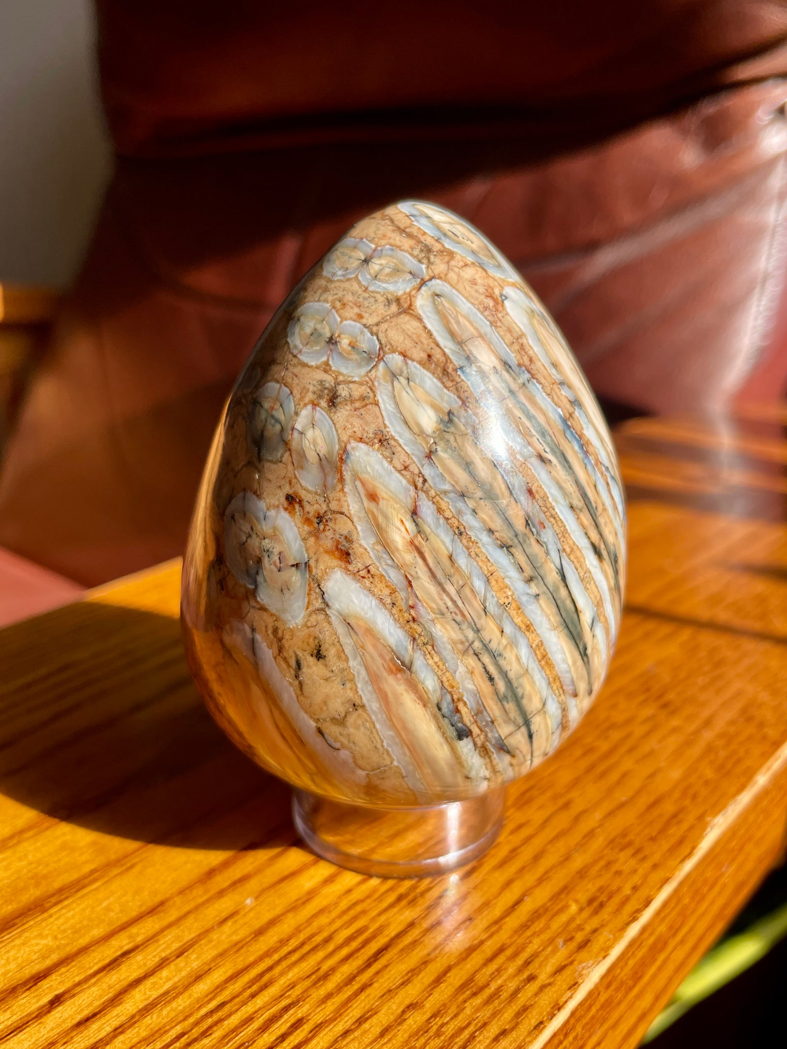 Woolly Mammoth Tooth Fossil Egg