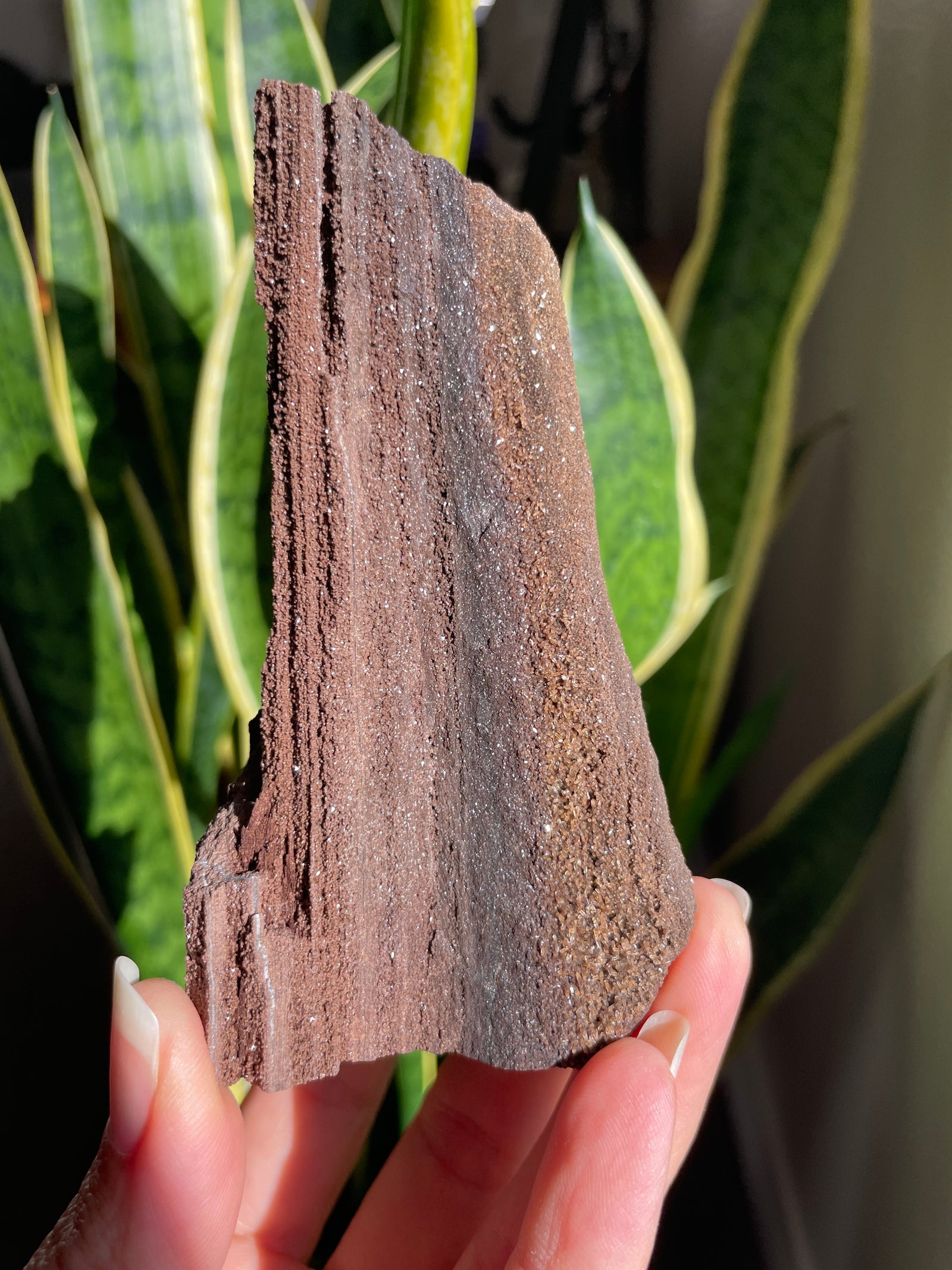 Self Standing Permineralized Wood from Germany