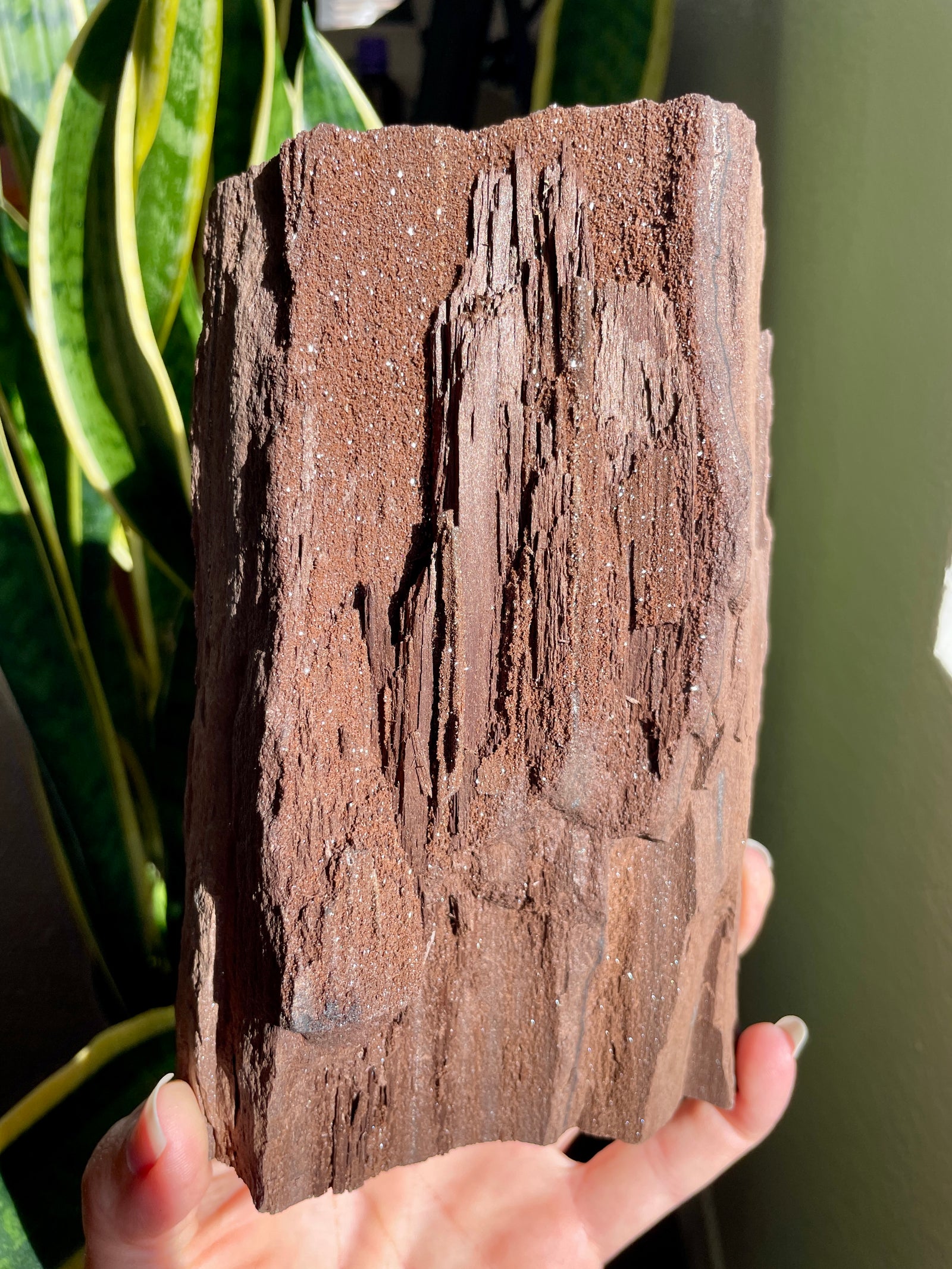Self Standing Permineralized Wood from Germany