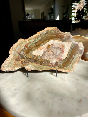 Green Petrified Wood Slab from Madagascar