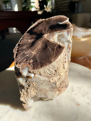 Petrified Pepper Wood Log, Wyoming