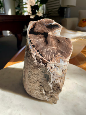 Petrified Pepper Wood Log, Wyoming