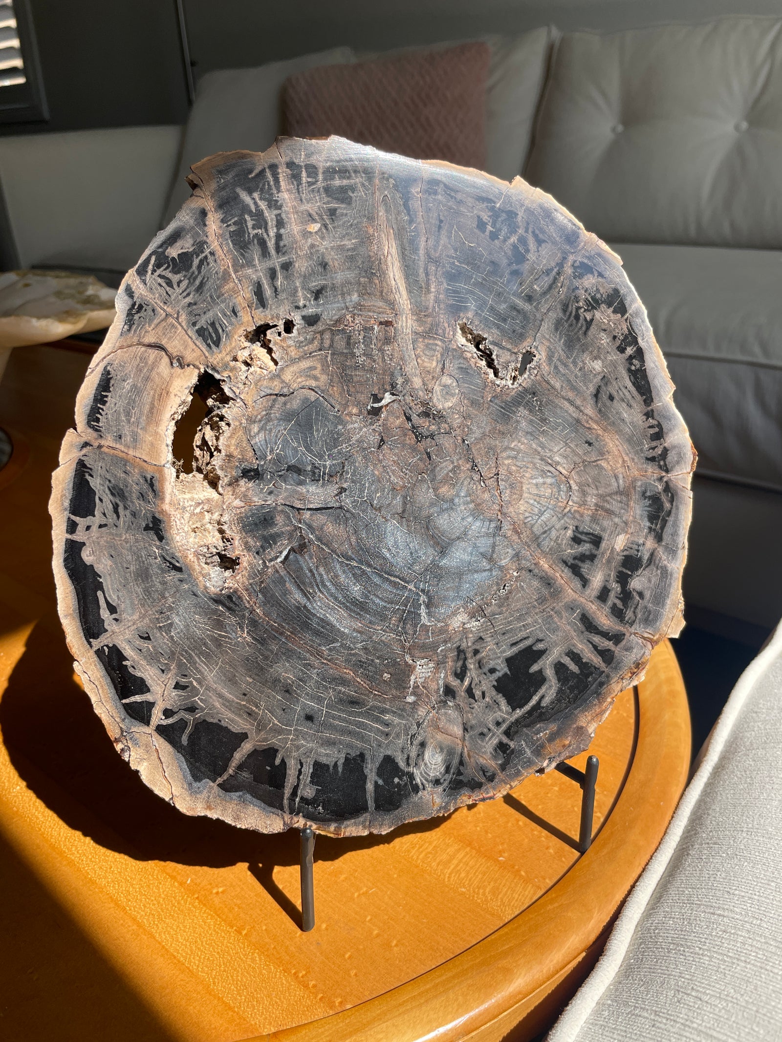 Petrified Wood Slab from Nevada