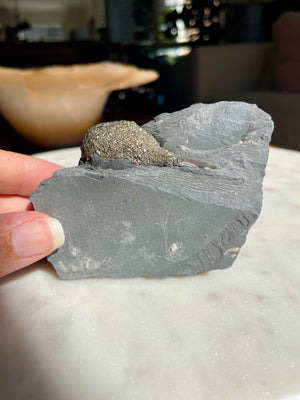 Belemnite Fossil with Pyrite in Matrix