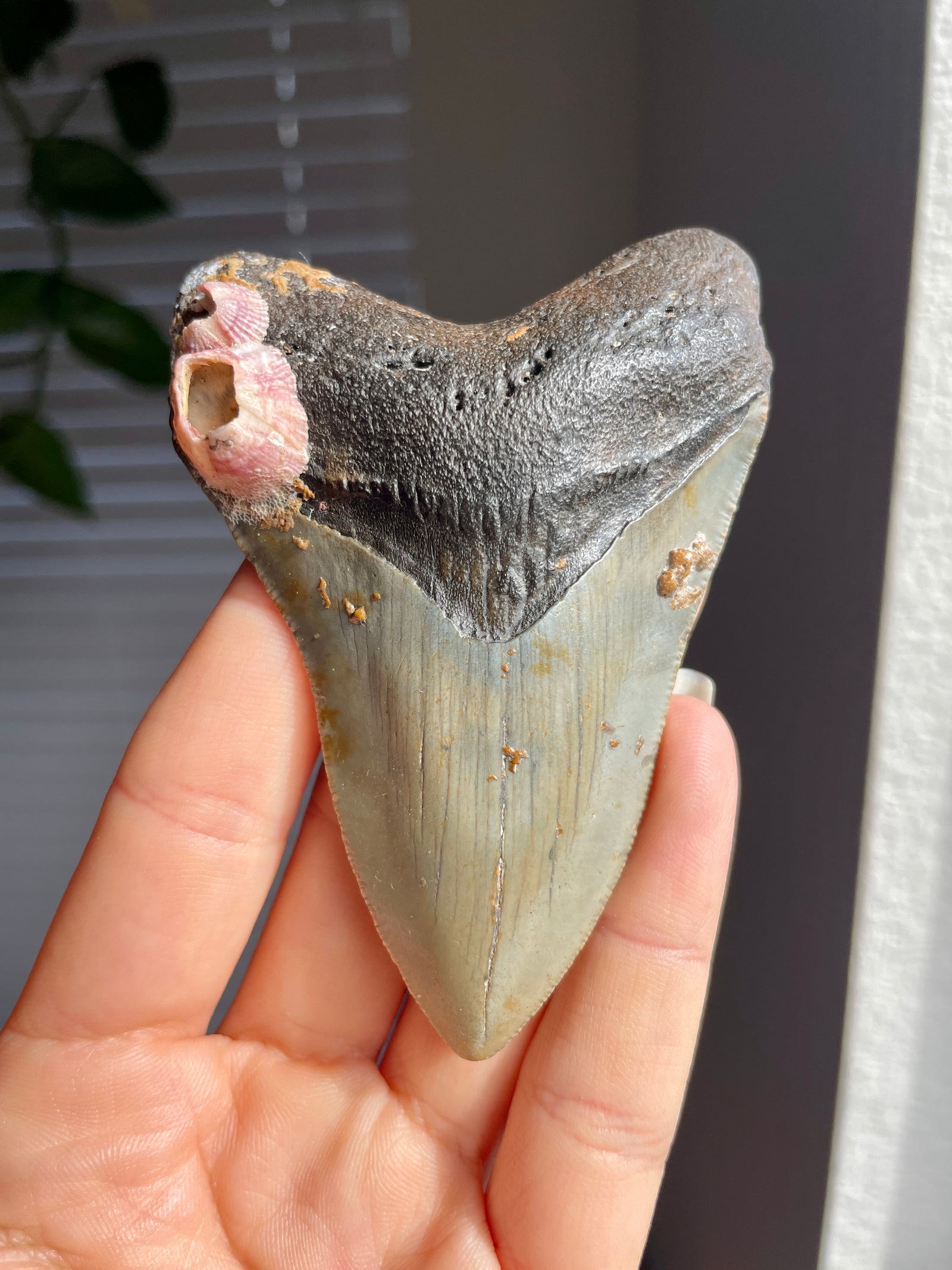 Megalodon Shark Tooth Fossil with Pink Barnacles