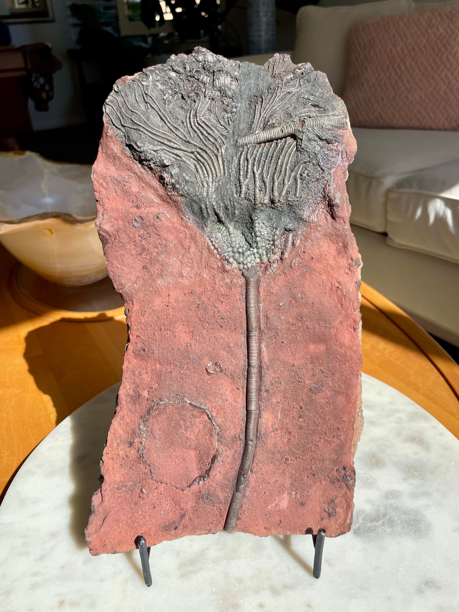 Crinoid Fossil with Stand