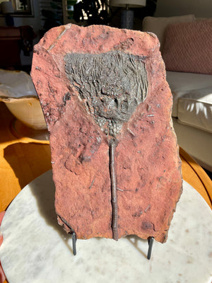 Crinoid Fossil with Stand