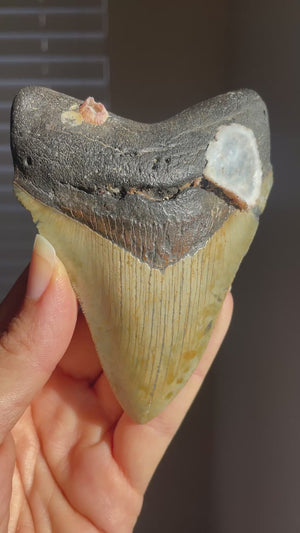 Megalodon Shark Tooth Fossil with Pink Barnacle & Oyster