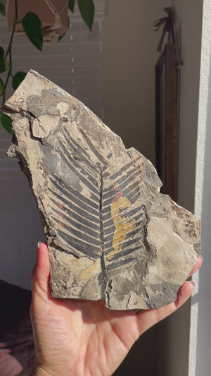 Extinct Zamites Fossil France, Repaired