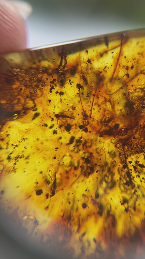 Young Amber Palm Stone with Bugs