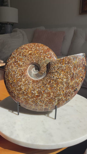 Sutured Ammonite in Stand