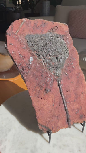 Crinoid Fossil with Stand