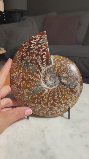 Sutured Ammonite in Stand
