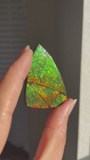 Ammolite Palmstone