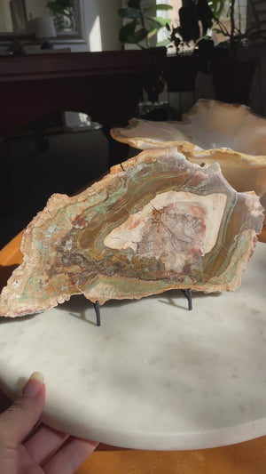 Green Petrified Wood Slab from Madagascar