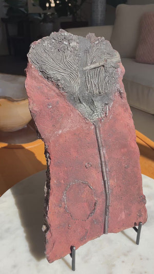 Crinoid Fossil with Stand