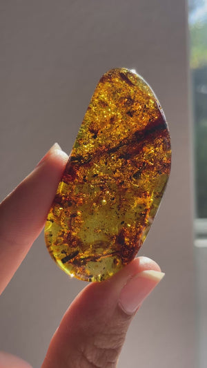 Young Amber Palm Stone with Bugs