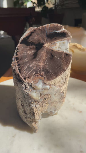 Petrified Pepper Wood Log, Wyoming