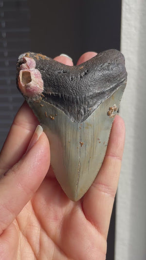 Megalodon Shark Tooth Fossil with Pink Barnacles