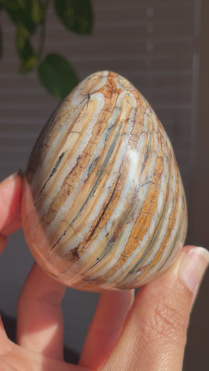Woolly Mammoth Tooth Fossil Egg