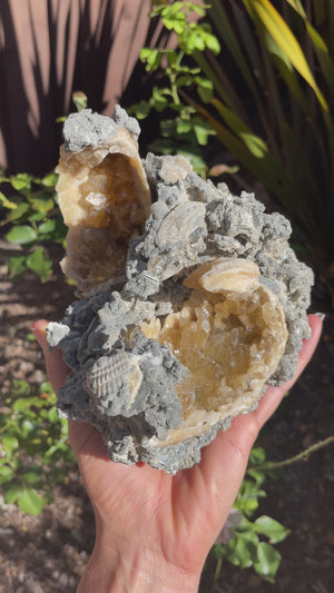 Rare Double Fossilized Clamshells with Honey Calcite in Matrix - UV Reactive