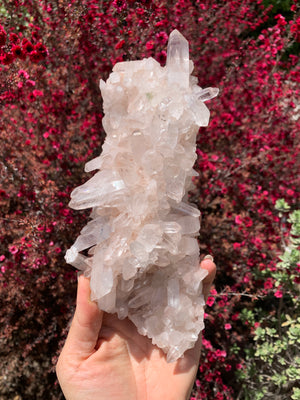 Pink Samadhi Himalayan Cluster