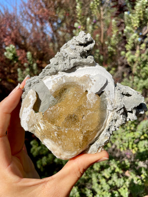 UV Reactive Fossilized Clamshell with Honey Calcite