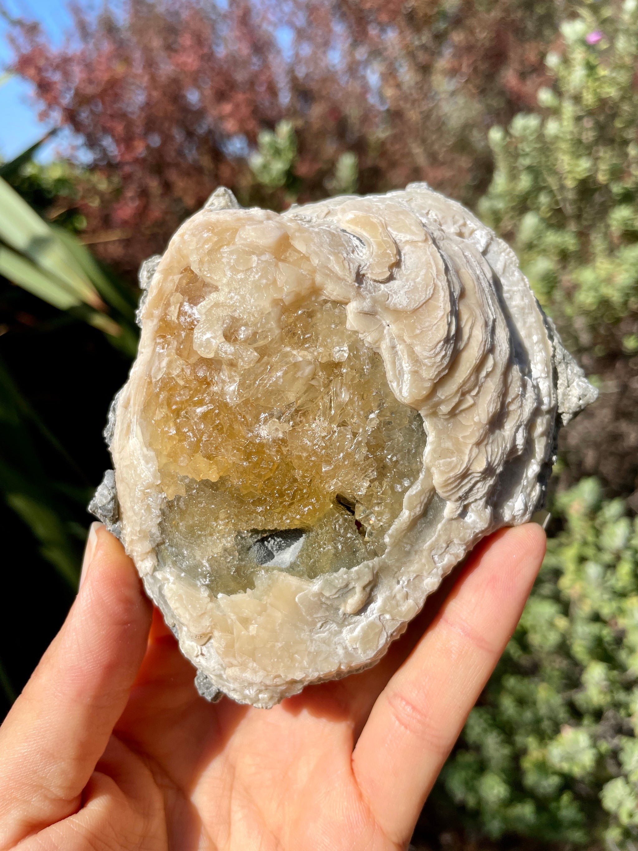 UV Reactive Fossilized Clamshell with Honey Calcite - Sugar Studio Crystals