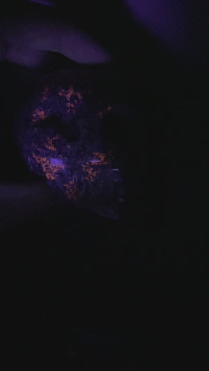 UV Reactive Yooperlite Skull