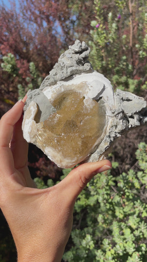 UV Reactive Fossilized Clamshell with Honey Calcite